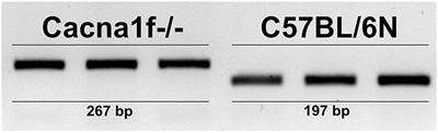 Mutation of an L-Type Calcium Channel Gene Leads to T Lymphocyte Dysfunction